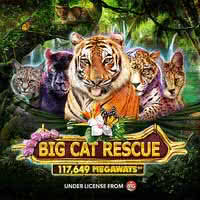 TERMINAL4D Big Cat Rescue Megaways™