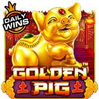 ALEXSIS17 Golden Pig